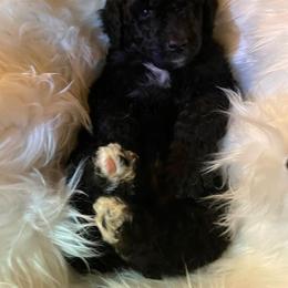 Bernedoodle and Labradoodle Puppies from Doodletown