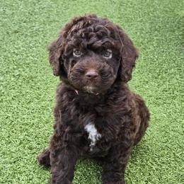 Lt Pink - Chocolate female Goldendoodle puppy in Rockledge, Florida from Stormie's Doodles