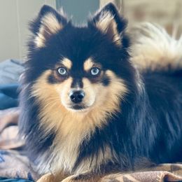 Rio - Pomsky