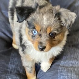 Miniature Australian Shepherd and Toy Australian Shepherd Puppies from Rye Hill Aussies