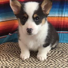American Corgis and Pembroke Welsh Corgis from Blue Diamond Welsh corgis