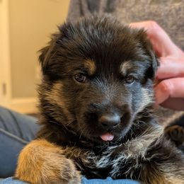 Teal - Black and tan female German Shepherd puppy in Rochester, Massachusetts from Von Liebenhaus