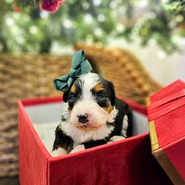 Gumdrop - Tri-color female Bernedoodle puppy in Russell Springs, Kentucky from 270 Doodles