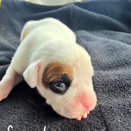 White female - White female Boxer puppy in Farmington, Pennsylvania from Impression's Boxers
