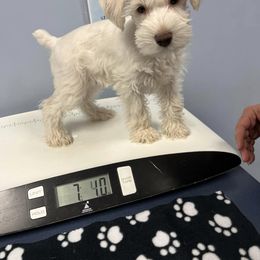 Miniature Schnauzer Puppies from Hume Family Mini Schnauzers