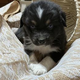 Eddie - Black tri-color male Australian Shepherd puppy in Butler, Georgia from Aussies at Howling Hill Farm