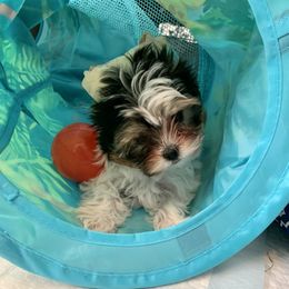 Biewer Terrier Puppies from Bouquet Biewers