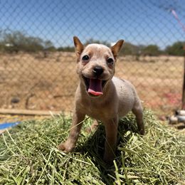 Hoppy - Red speckled male Australian Cattle Dog puppy in Tucson, Arizona from Soqui Ortiz Cattle Ranch