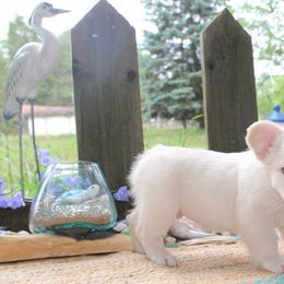 French Bulldog Puppies from Fren She Kisses