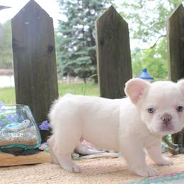 French Bulldog Puppies from Fren She Kisses