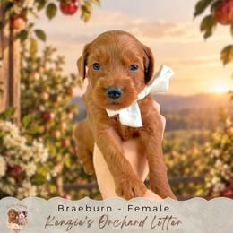 Braeburn - Red  female Goldendoodle puppy in Norcross, Georgia from Teddy Puppies