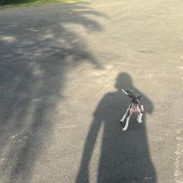 Italian Greyhound Puppies from Fisher Link