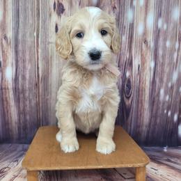 Ginger - Apricot female Goldendoodle puppy in Grabill, Indiana from Rose's Doodles
