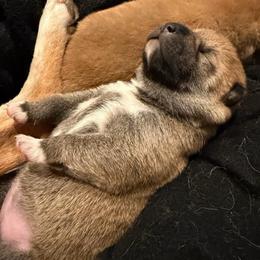 Bloomington - Red female Shiba Inu puppy in Zionsville, Indiana from Hana Shibas