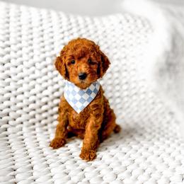 Pumbaa - Red  male Goldendoodle puppy in Springville, Utah from Happy Doodle