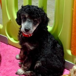 Red- will be Silver Phantom - Phantom female Poodle puppy in Simms, Texas from Donna’s Aussies & Pink Heart Poodles