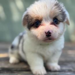 Scooby fluffy (green) - Blue merle and white male American Corgi puppy in East Oakdale, California from Rhettro Kennels