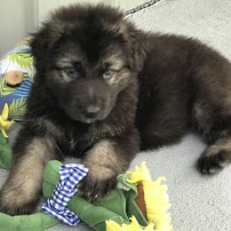 Shiloh Shepherd Puppies from Solace Shilohs