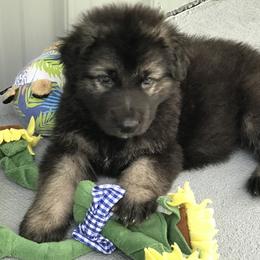 Shiloh Shepherd Puppies from Solace Shilohs