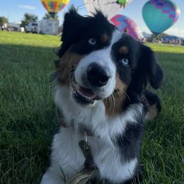 Koda - Australian Shepherd