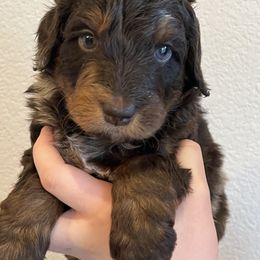 Milo - Chocolate merle male Bernedoodle puppy in Caldwell, Idaho from Treasure Valley Poodles