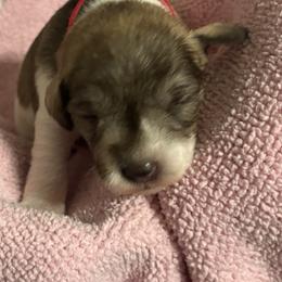 Boy 5 - Parti male Miniature Schnauzer puppy in Dunlap, Tennessee from Beards of Glory