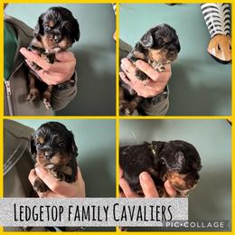 Yellow - Black and tan male Cavalier King Charles Spaniel puppy in Greenleaf, Wisconsin from Ledgetop Family Cavaliers
