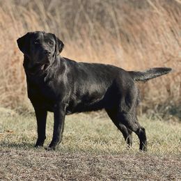 Labrador Retriever All Grown Up from Mission Ready Retrievers