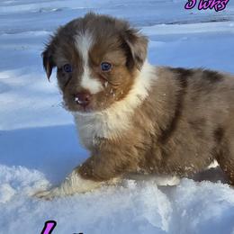 Java - Red merle female Australian Shepherd puppy in Albion, Michigan from Northern Lights Aussies (NL Aussies)
