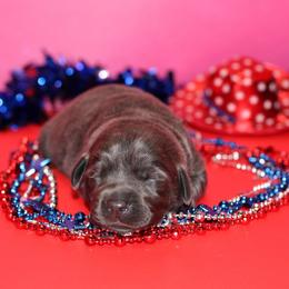 Necklace - Black female Labrador Retriever puppy in Morrilton, Arkansas from Ancient Dogges Performance Dogs