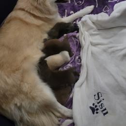 Pomsky Puppies from White Horse Pomsky's