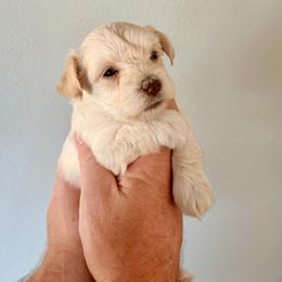 Leia - White female Miniature Schnauzer puppy in Warrenton, Oregon from Tiny Shadow Schnauzers