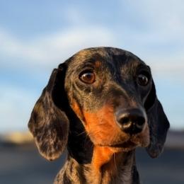 Diamond - Dachshund