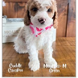 Memphis - Blenheim male Cavapoo puppy in Fort Lupton, Colorado from Puppy Paws Colorado