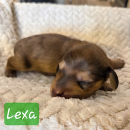 Lexa - Cream female Dachshund puppy in Lubbock, Texas from Wagging Tails