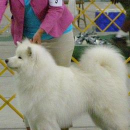 Samoyeds from Cirque D' Samz