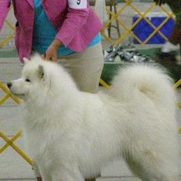 Samoyeds from Cirque D' Samz