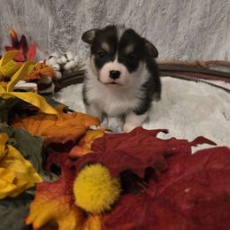 Ruby - Black and tan female Pembroke Welsh Corgi puppy in Anton, Texas from X Bar's Lil Legs of Texas