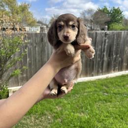 AKC Glacier KLARNA AVAILABLE - Chocolate and cream male Dachshund puppy in Hutto, Texas from R.G. Dachshunds