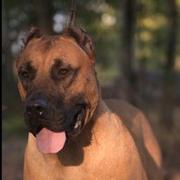 Myles - Tiger male Perro de Presa Canario puppy in Tickfaw, Louisiana from La Fundación K-9