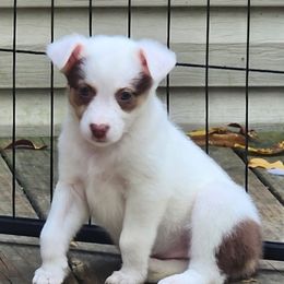 Lovey - Red female Companion Cross puppy in Utica, New York from Australian Cattle Dog Mix