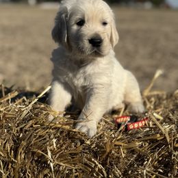 Buckeye - Light golden male Golden Retriever puppy in Piqua, Ohio from Golden’s of Remington Fields