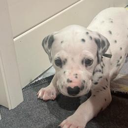 Payday - White and black male Dalmatian puppy in Austin, Texas from Dazzling Dalz