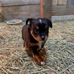 Black tri - Black tri female Toy Australian Shepherd puppy in Billings, Montana from Chapman's Aussies