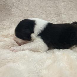 Guiness - Black tri-color male Australian Shepherd puppy in Celina, Tennessee from CumberlandRidge Australian Shepherds