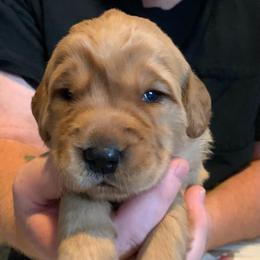 Green girl puppy - Golden female Golden Retriever puppy in Wabash, Indiana from Glenhaven Goldens