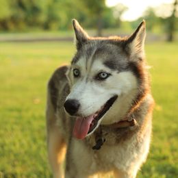 Ava - Siberian Husky