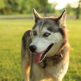 Ava - Siberian Husky