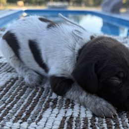 Teal - Liver roan male German Shorthaired Pointer puppy in Huntington, Texas from B&B GSP’S
