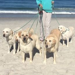 Labrador Retrievers from Cindy Ellis